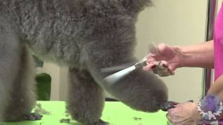 Grooming a Miniature Poodle Show Puppy [upl. by Mateusz]