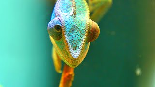 Colors Of The Chameleons 4k30fps HDR ULTRA HD [upl. by Aubrette]