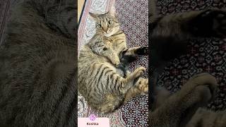 She loves her tail 🐈 Snakyadventures catlover catvideos catshorts shortvideo [upl. by Olegnaleahcim217]