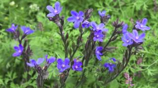 Large Blue Alkanet  Italienische Ochsenzunge  Anchusa Azurea [upl. by Gereld]