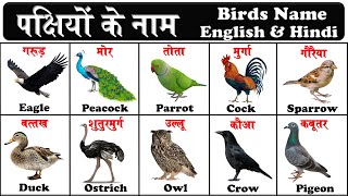 Birds name in english and hindi with pictures and pdf  पक्षियों के नाम  pakshiyon ke naam [upl. by Nirhtak]