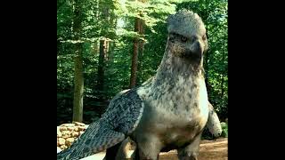 Hippogriff Harry Potter Sounds [upl. by Kobi]