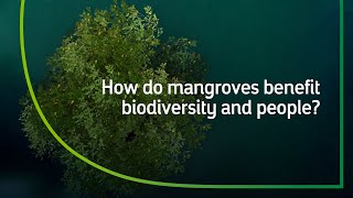 The Vital Role of Mangrove Ecosystems  Our Biodiversity [upl. by Warfourd]