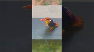 RYUKYU KINGFISHER kingfisherbirdbirdloversviralvideoviralshortshortvideonaturesrilanka [upl. by Niroc]