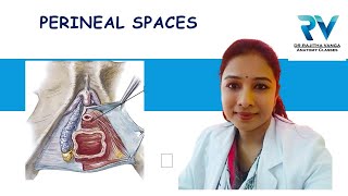 Superficial amp Deep Perineal Spaces by Dr Rajitha Vanga [upl. by Jessalyn]