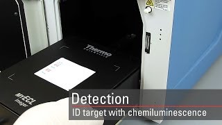 Detect your target proteins using chemiluminescent Western blot substrates [upl. by Erait355]