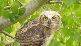 Baby Great Horned Owl headbobbing [upl. by Araccot]