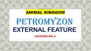 EXTERNAL FEATURES OF PETROMYZONANIMAL KINGDOM [upl. by Aglo]