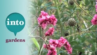 Persicaria orientalis Plants for October Gardening at Blackpitts [upl. by Ahsinned]