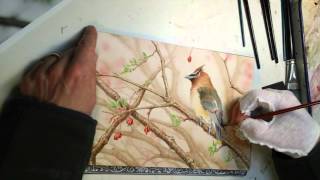 Cedar Waxwing Watercolor Painting Timelapse [upl. by Ydor]