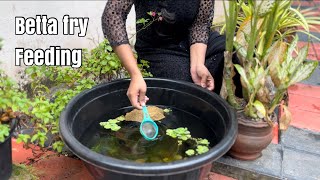 Best starter food for betta fish babies  Betta fish [upl. by Tilly420]