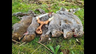 squirrel hunting with a catapultslingshot and lurchers [upl. by Mahsih]