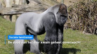 Beroemde gorilla Bokito uit Diergaarde Blijdorp in Rotterdam overleden  Hart van Nederland [upl. by Schonfeld323]