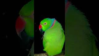 Ringneck parrot talking youtubeshorts youtube [upl. by Anawaj]