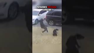 İşte Bu Yüzden Doberman En İyi Bekçi Köpeği💪🏿 [upl. by Valentino677]