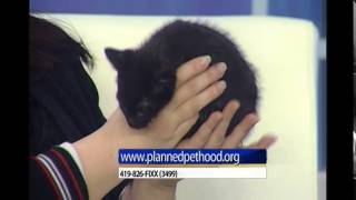 Black kittens named Queenie Quiche looking for a home [upl. by Cassius]