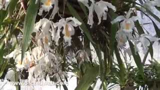 OrchidWeb  Wonderful Coelogynes [upl. by Aer300]