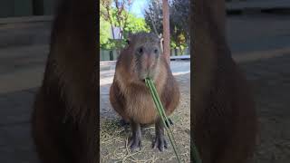 Capybara so kute viralvideo cabybara top xuhuong animals trending [upl. by Aleafar833]