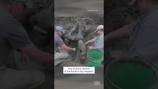 Ancient Mastodon Skull Dug Up in Iowa shorts [upl. by Leummas]