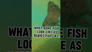 What Game Fish Look Like As Babies Part 2 [upl. by Tatman]