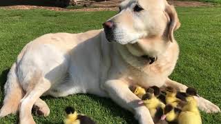 Dog becomes foster dad of nine orphaned ducklings [upl. by Ahtaga]