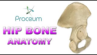 Anatomy of Hip Bone  innominate bone  Pelvis  Osteology  Ilium Ischium Pubis Animation [upl. by Ardiedal]