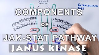 Components of JAKSTAT Pathway  JANUS KINASE amp STAT [upl. by Lezned565]