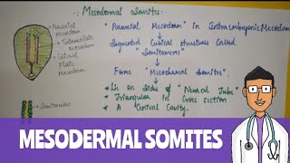 Mesodermal Somites [upl. by Lindie]