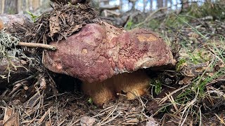 BOLETUS PINICOLA 2018 [upl. by Alyssa]