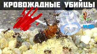 Новый дом для муравьев Myrmicaria brunnea ● Муравьиный VLOG [upl. by Eivlys]