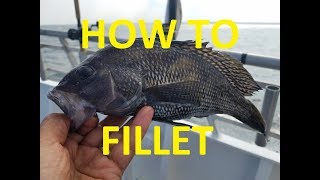 Black Seabass  Fillet and Release How to fillet a Black Seabass [upl. by Denoting]