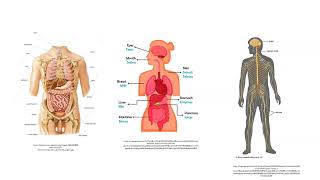 Anatomical Basis of Simplified Exercise  Dr G Sundar MD Associate Prof Vellore Medical College [upl. by Itnuahsa]