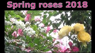 Spring roses 2018 春のバラ [upl. by Campney]