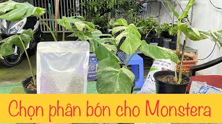 Bón phân gì cho Monstera Monstera An Giang Vũ 0939180999 [upl. by Airbmac470]