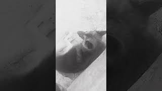 new song German Shepherd trending song s song movie music love germanshepherd trending song [upl. by Aray]