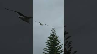 Newzealand Orewabeachseabirds music [upl. by Moriah117]