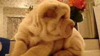 SharPei Puppy Baby [upl. by Bose]