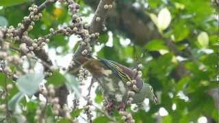 Thickbilled green Pigeon [upl. by Eenahc]