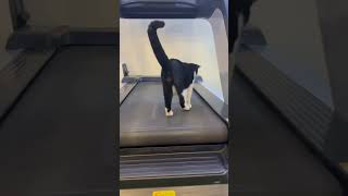 Gatti al Tapirulan CatFitnessWorkoutCatsFelineFun [upl. by Almeeta]