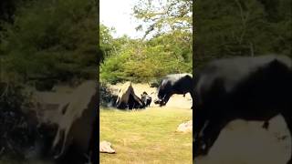 quotBrave Buffalo Herd Fights Back to Save Their Friend from lionquot [upl. by Collins533]