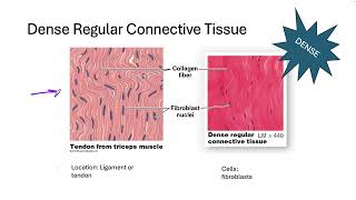 253 Tissues II Connective [upl. by Thanh]