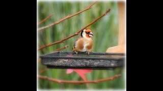 Les oiseaux de nos jardins à la mangeoire [upl. by Ambrogio]