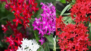 How to grow and care pentas flower plant in summer साल भर फूल देने वाला पौधा garden care fertiliz [upl. by Eoin]