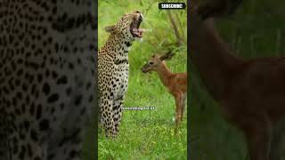 quotLeopard Saves Baby Deer from Hyena Attack 🐆🦌💥quot shorts LeopardRescue deer [upl. by Inej]