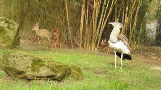 キルクディクディクとアフリカオオノガン Kirks dikdik＆Northern kori bustard 2018 0219 [upl. by Ysirhc]