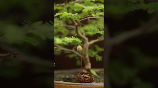 Mould on bonsai substrate [upl. by Zelazny573]