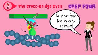 Muscle Fibers and the CrossBridge Cycle [upl. by Ennovehc]