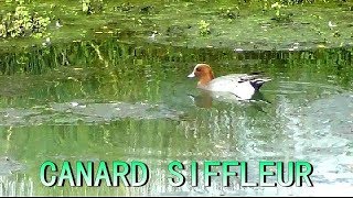 CRI du CANARD SIFFLEUR  Wigeon [upl. by Lejeune13]