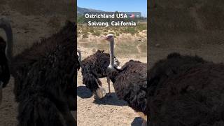 Ostrichland USA 🇺🇸  Solvang California ostrich ostrichfarm solvang feedinganimals emus [upl. by Namzzaj]