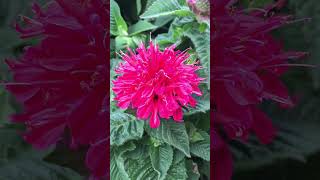 Beautiful scarlet bee balm Flower  Wild Bergamot Monarda short flower flowers plants garden [upl. by Egroeg940]